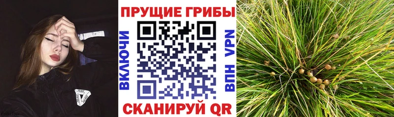 мориарти телеграм  Яранск  Галлюциногенные грибы мухоморы 